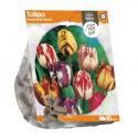 Baltus Tulipa Rembrandt Mixed tulpen bloembollen per 10 stuks